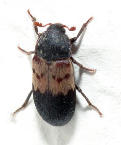 Speckkäfer: 1 – 10 mm gross, Aasfresser (tote Insekten), zersetzt auch Wollstoffe und Felle, ist überall in Siedlungsräumen zu finden und in der Natur. (Bild: Wikipedia)