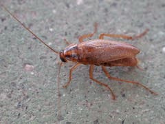 Küchenschabe: 13 – 16 mm grosses Insekt, lebt in Küchen und Vorräten, ist Allesfresser, der Kot ist ein Gesundheitsrisiko. (Bild: Wikipedia)