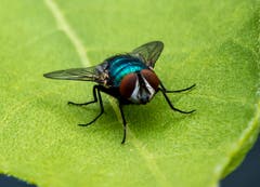 Ich seh dir in die Augen... (Bild: Hardy Konzelmann, Obernau, 16. August 2019)