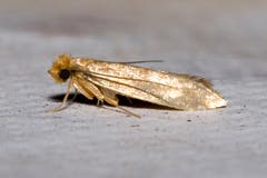 Kleidermotte: 6 – 9 mm grosser Schmetterling, die Raupe frisst Wolle und Pelze und lebt in Kleiderschränken, Polstermöbeln oder Teppichen. (Bild: Wikipedia/Olaf Leillinger)