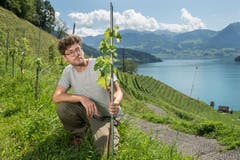 Jungwinzer Marius Tschuor (32) ist Pächter eines Rebberges in Vitznau.(Bilder: Dominik Wunderli, 14. August 2019)