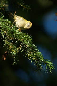 Das Sommergoldhähnchen. (Bild: Hans Aeschlimann)
