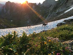 Sonnenaufgang mit den Steinböcken in Anmarsch. (Bruno Burger)