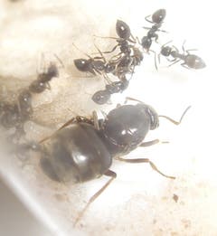 Wegameise: 1,5 – 3 mm gross, nistet meist im Aussenbereich, Allesfresser - vorzugsweise Süsses. (Bild: Wikipedia)