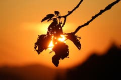 Der Sommer geht in die letzte Runde. (Bild: Rolf Schweizer)