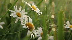 Margeriten mit Morgentau. (Bild: Irene Wanner, Willisau, 17. August 2019)