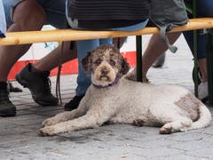 (Bild: Hanspeter Schiess - 17. August 2019)