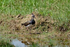 Der Kiebitz ist Vogel des Jahres 2019. (Bild: Edgar Huber)