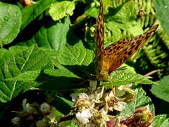 Schmetterling Kaisermantel. (Bild: Doris Sieber)