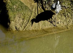 Junger Graureiher am Gübsensee. (Bild: Doris Sieber)