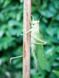 Grünes Heupferd im Garten. (Bild: Dani Rüede)
