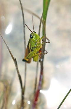 Festhalten! (Bild: Bruno Schuler, Alpnachstad, 16. August 2019)