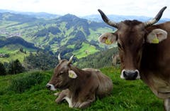 Beste Lage zum Weiden - Kühe auf der Hundwiler Höhe. (Bild: Doris Sieber)