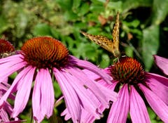 Kaisermantel Schmetterling auf einer Sonnenhut - Blüte (Echinacea). (Bild: Doris Sieber)