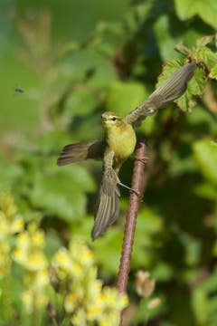 Der Fitis mit einer Fliege im Visier. (Bild: Hans Aeschlimann)