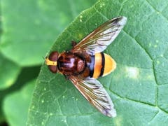 Eine seltene Hornissen Schwebfliege. (Bild: Toni Sieber)