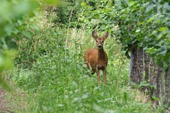Ein Reh im Rebberg (Bild: Marianne Schmid, Kaiserstuhl, 19. August 2019)