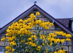 Diese Blumen trotzen dem Regen. (Bild: Luciano Pau)