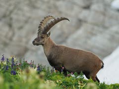 Junger Steinbock, gesehen auf dem Weg zum Säntis. (Bild: Roland Hänggi)