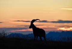 Ein stolzer Steinbock geniesst den Sonnenaufgang in den Bergen. (Bild: Fränzi Lindegger, Toggenburg, 18. August 2019)