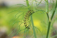 Ein Schwalbenschwanz geniesst den Dill im Garten. (Bild: M. Melber)
