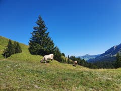 (Bild: Rossella Blattmann)