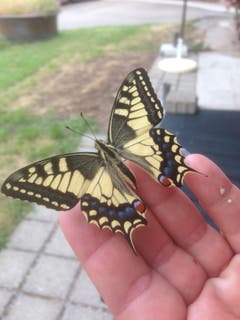 Von der Raupe bis zum Schmetterling: Der geschlüpfte Schwalbenschwanz. (Bild: Margrit Ledergerber)