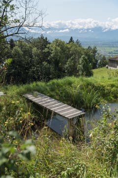Wo Wasser aus dem Hang dringt, legen die Schmids Teichanlagen an. Diese sind Nützlingsreservoir und versorgen die Felder mit Feuchtigkeit.