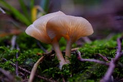 Ein verführerisches und fotogenes Pilzpaar im Bernhardzeller Wald. (Bild: Franz Häusler)