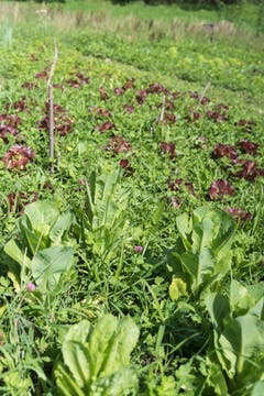 Unterhalb von kleinen Weihern ist der Boden feucht, so dass Salate ohne künstliche Bewässerung spriessen. Düngemittel wie Schafswolle versorgen die Pflanzen mit Nährstoffen.