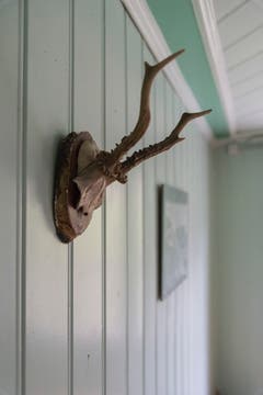 Jagdtrophäe.