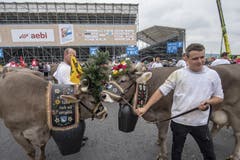 Eine Kuhherde beim Festumzug vor der Schwingerarena. (Bild: KEYSTONE/Urs Flüeler, 23. August 2019)