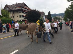 Braunvieh aus Menzingen