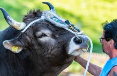 Das ist Kolin. (Bild: Swiss-image.ch/Andreas Busslinger)