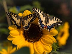 «Heute sind bei mir nochmals ein Schmetterlings-Bube sowie ein Schmetterlings-Mädchen geschlüpft und losgeflogen. Übrigens, bei den Schmetterlingen sind die Buben die Kleinen und die Mädchen die Grossen.» (Bild: Priska Ziswiler-Heller, Ettiswil, 21. August 2019)