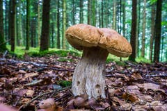 «Ideales Wetter für Steinpilze, Standort wird nicht verraten.» (Bild: Vinzenz Blum, Santenberg, 22. August 2019)