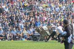 Rind Greth rennt durch die Arena. (KEYSTONE/Urs Flüeler, 24. August 2019)