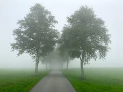 Ist schon Herbst? (Bild: Peter Bumbacher, Zugerberg, 23. August 2019)