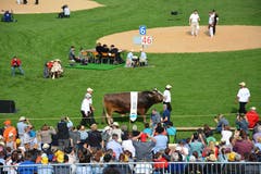Stier Kolin, der Preis für den Schwingerkönig, wird in der Arena präsentiert. (Bild: Beat Lanzendorfer)