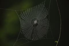 Spinnennetz. (Bild: Hans Aeschlimann)