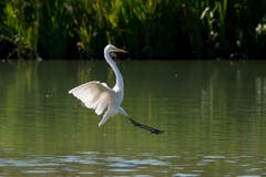 Silberreiher bereit zum Landeanflug. (Bild: Edgar Huber)
