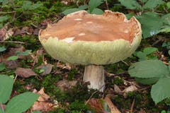Die Pilzsaison ist eröffnet: Hier ein riesiger Steinpilz. (Bild: Wolfgang Ponader)