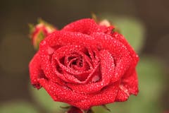 Diese bezaubernde Rose mit Regentropfen wie im winterlichen Reif im eigenen Garten gesehen. (Bild: Martina Melber)