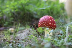 Nicht geniessbar, aber eine Augenweide. (Bild: Xaver Husmann, Adelboden, 25. August 2019)