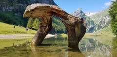 Der Wurzelstock im Seealpsee. (Bild: Claudia Varadi)