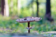 Schon von weitem sah man den Prachtskerl: Ein Schirmling, mindestens 40 cm hoch. (Bild: Mirjam Dentler)