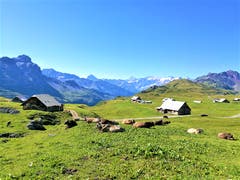 Die Kühe geniessen das herrliche Spätsommerwetter in vollen Zügen. (Bild: Urs Gutfleisch, Tannalp, 26. August 2019)