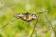 Ein Schwalbenschwanz auf dem Hochalp.(Bild: Luciano Pau)