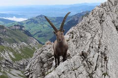 Ein Steinbock auf dem Lisengrat zwischen Säntis und Rotsteinpass. (Bild: Adrian Neff)