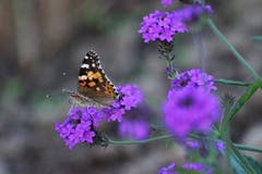 Ein Distelfalter fühlt sich offensichtlich wohl in einem Kreuzlinger Garten. (Bild: Laura Bley)